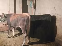 Bull, Cattle — photo 1