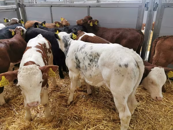 Կով, Simmental cattle