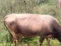 Cow, Cattle — photo 3