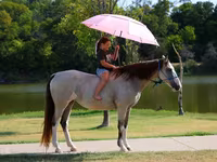घोड़ी, Skyros Pony — फ़ोटो 8