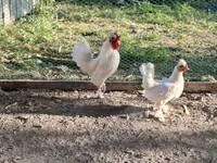 Chickens — फ़ोटो 2