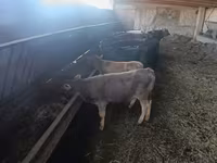 Ցուլ, Խոշոր եղջերավոր — լուսանկար 2