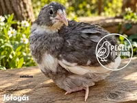 Quails — Foto 6