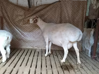 Кочкор, Гиссар койу — сүрөт 3