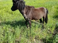 Ձի, American shetland pony — լուսանկար 3