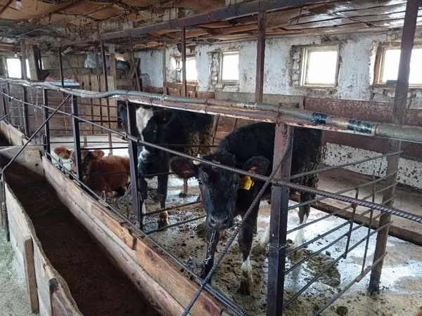 Bull, Cattle