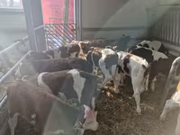 公牛, Limousin cow — 照片 2