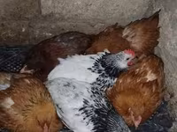 Chickens — foto 2
