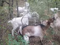 Էգ այծ, Nubian Goat — լուսանկար 4