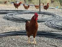 Chickens — Foto 3