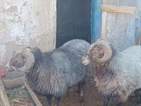 Խոյ, Arabi sheep — լուսանկար 2