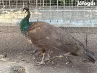 Chickens — الصورة 6