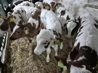 Ցուլ, Simmental cattle — լուսանկար 1