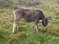 Կով, Simmental cattle — լուսանկար 2