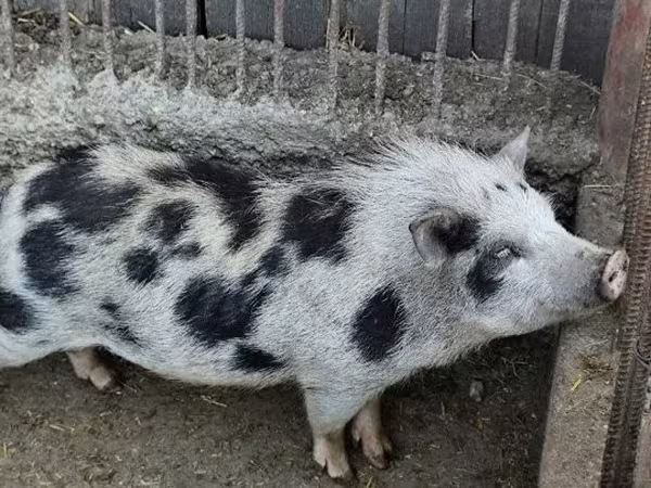 नर सूअर, Вьетнамская вислобрюхая