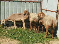 भेड़, Arashan sheep — फ़ोटो 1