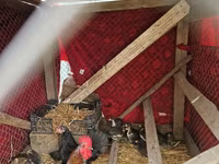 Chickens — լուսանկար 2