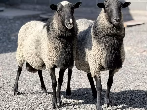 Ram, Romanov sheep