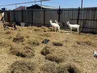 बकरी, Saanen goat — फ़ोटो 3