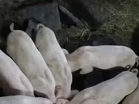 Sow, Pigs — photo 4