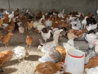 Chickens — الصورة 6