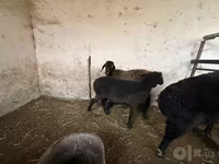 Ոչխար, Blackheaded Persian sheep — լուսանկար 6