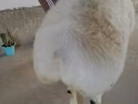 Widder, Beltex sheep — Foto 2