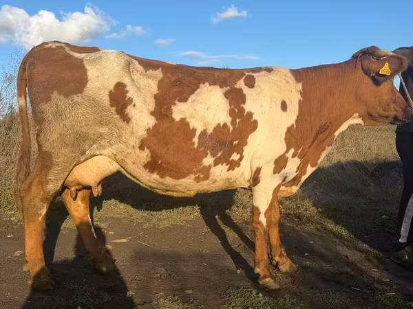 母牛, Simmental cattle