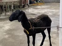 मेढ़ा, भेड़ — फ़ोटो 4
