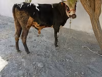 ثور, Russian Black pied cattle — الصورة 4