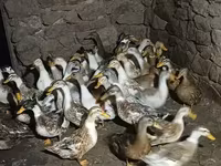 Ducks — լուսանկար 1