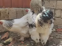 Brahma — Foto 6
