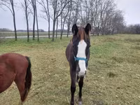 公马, Hungarian horse breed — 照片 5