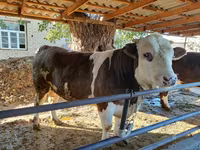 Bull, Kazakh White-headed cow — photo 4