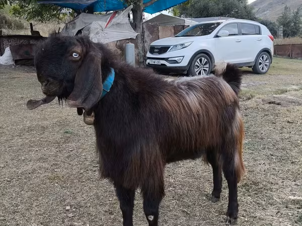 Bode, Cabras
