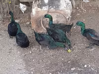 روان — الصورة 7