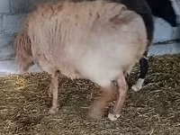 Ram, Rhon sheep — photo 6