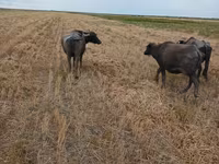 Կով, Աֆրիկյան Բուֆալո — լուսանկար 3