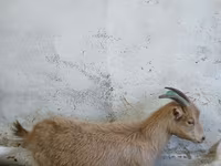 Ziege, Saanen goat — Foto 1