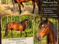 فرس, Rocky Mountain Horse — الصورة 1