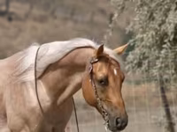 حصان, Quarter Horse — الصورة 8
