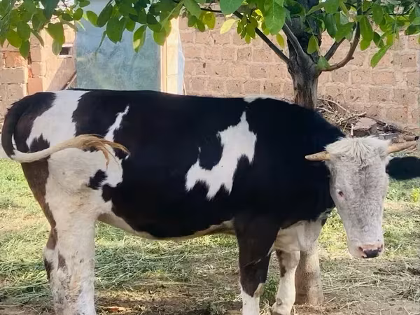 Կով, Simmental cattle