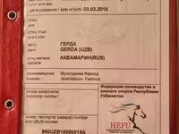 Stute, Anglo-Arabian — Foto 4
