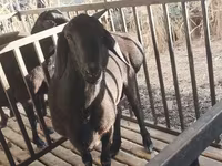 Ram, Aland sheep — photo 1