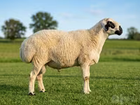 Widder, Beltex sheep — Foto 1