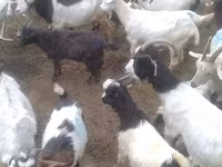 山羊（批次，未指定性别）, Goats — 照片 5
