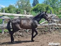 Айғыр, Hungarian horse breed — 7-сурет