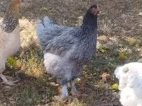Brahma — Foto 6