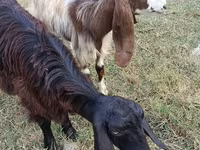 Ешкі, Damask goat — 3-сурет