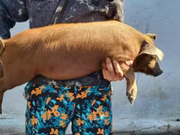 नर सूअर, Мангалица — फ़ोटो 1